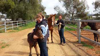 New foal, Brid with equine science student Ms Elizabeth Furniss as mare Zilla and student Mr Caleb Lock watch on. 