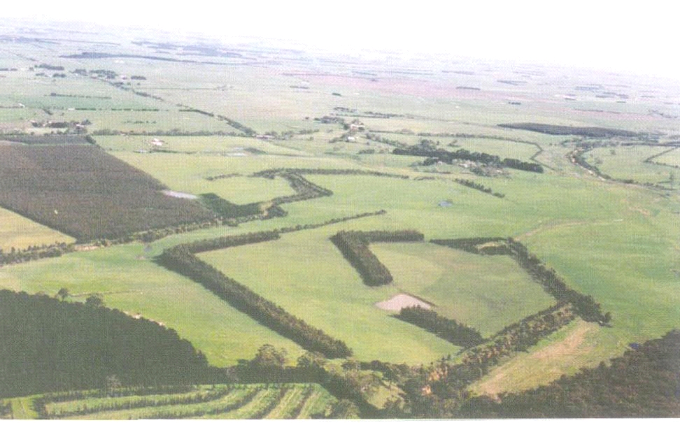 Aerial view of agricultural plantations