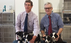 Vets investigate non-surgical neutering