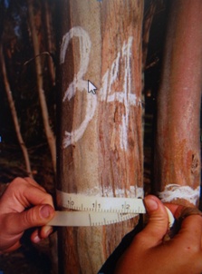 Tree measuring