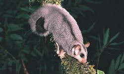 Green light for biodiversity at CSU 