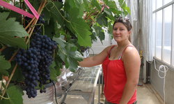 CSU Research: Winegrapes feeling the heat