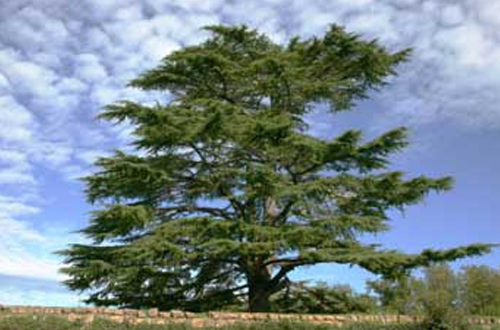 Cedar of Lebanon - cedrus libani