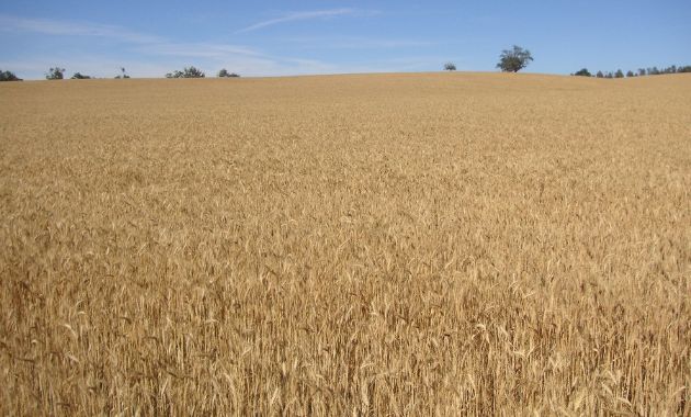 Charles Sturt research: debunking the myth about wheat breeding and allergies