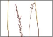Sample of Agrostis muelleriana
