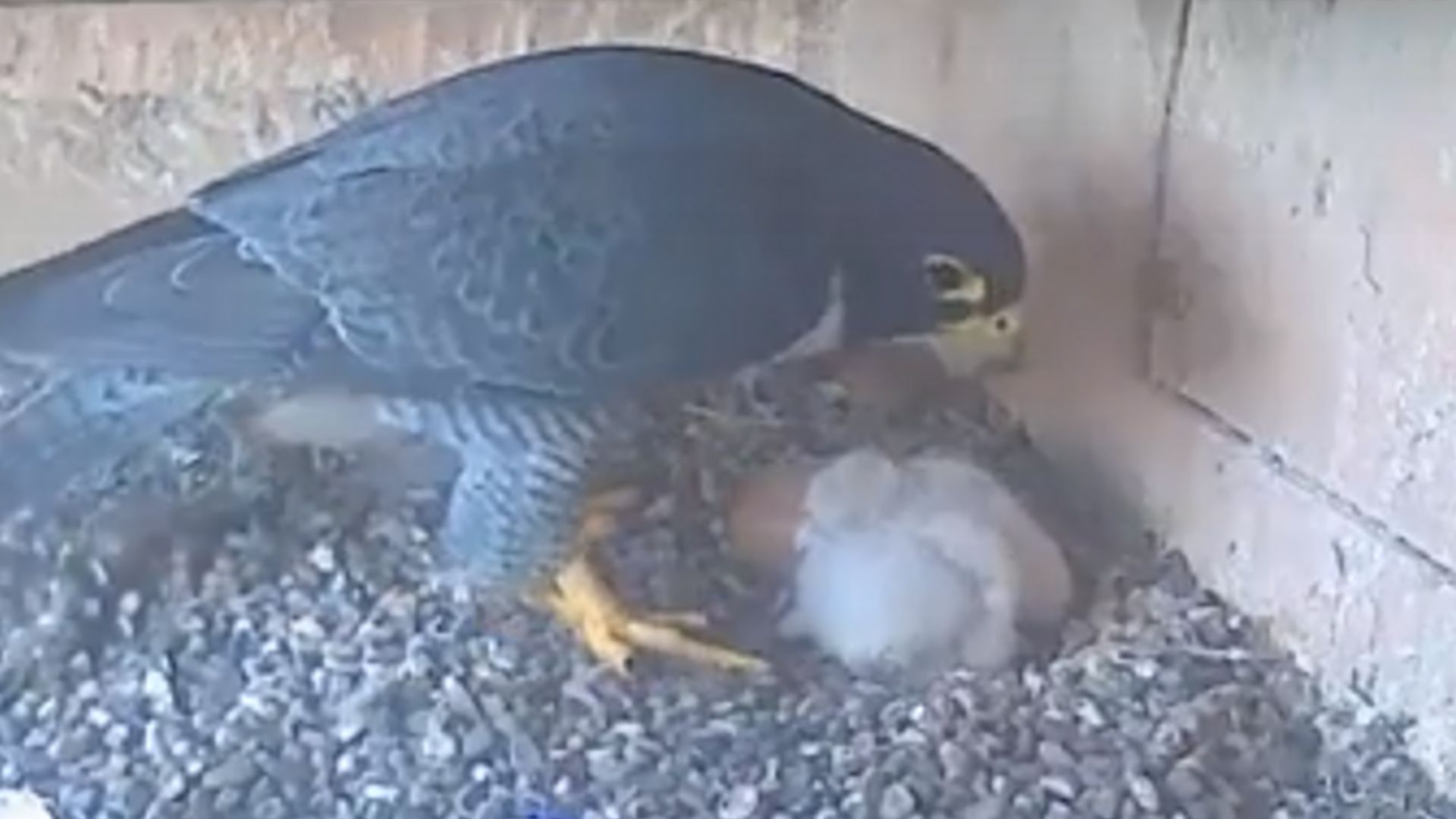 Peregrine falcon chicks hatch in water tower at Orange campus