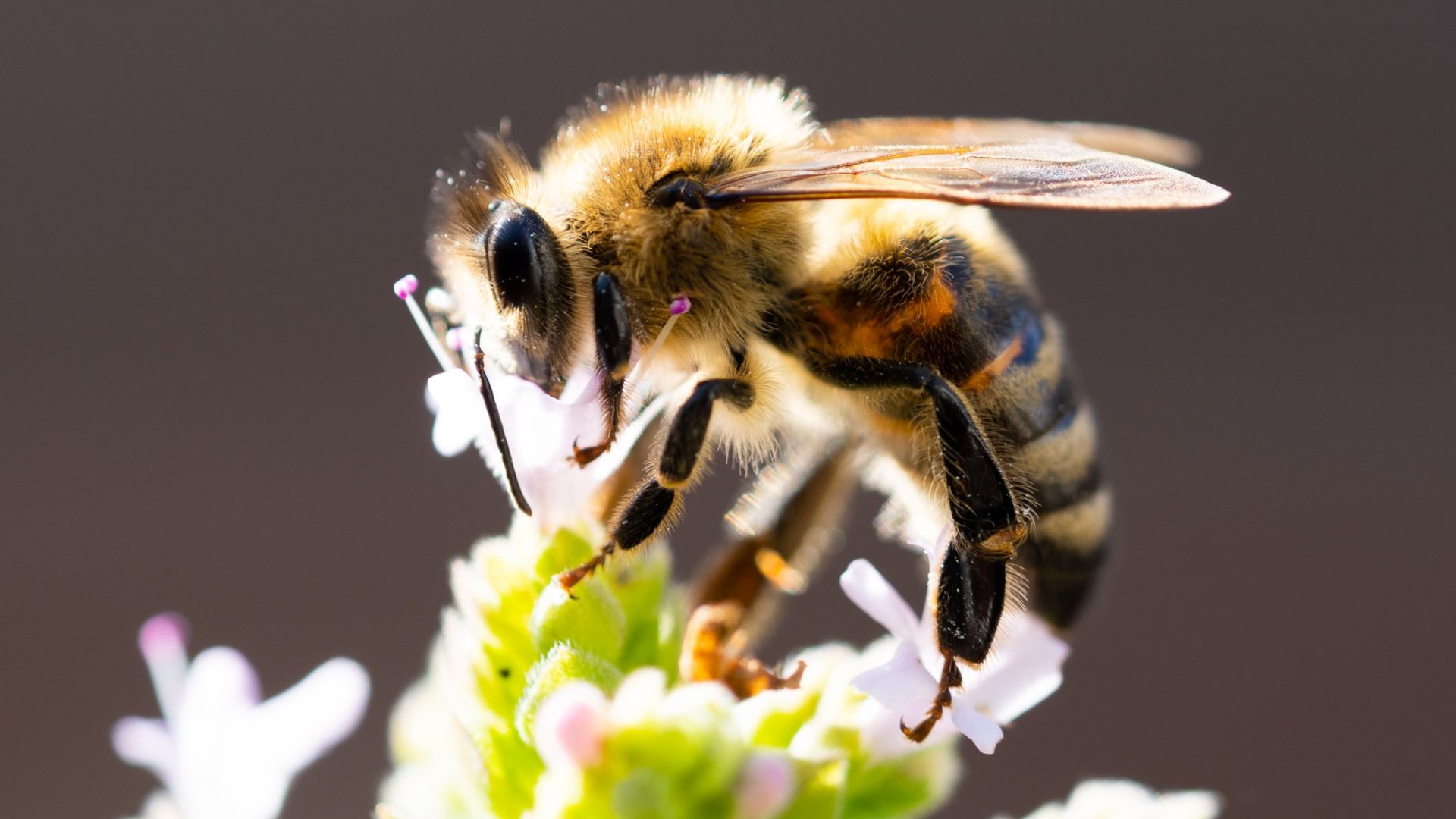 Nature’s bee all and end all: Why ‘Winged wonders’ must be protected from threats