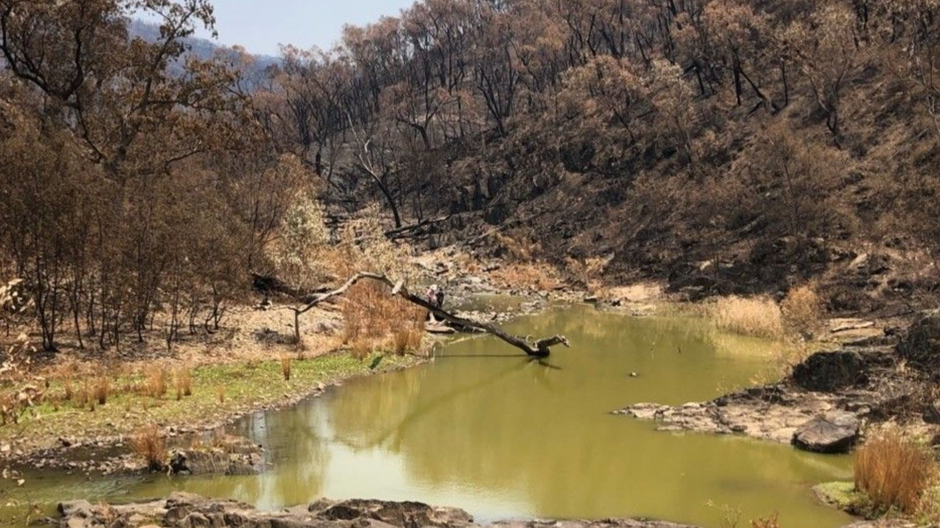 Bushfires followed by rain: a catastrophic combination for Australia’s Macquarie perch