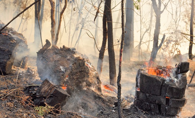 Three billion animals affected is a true measure of effect of Australian bushfires 
