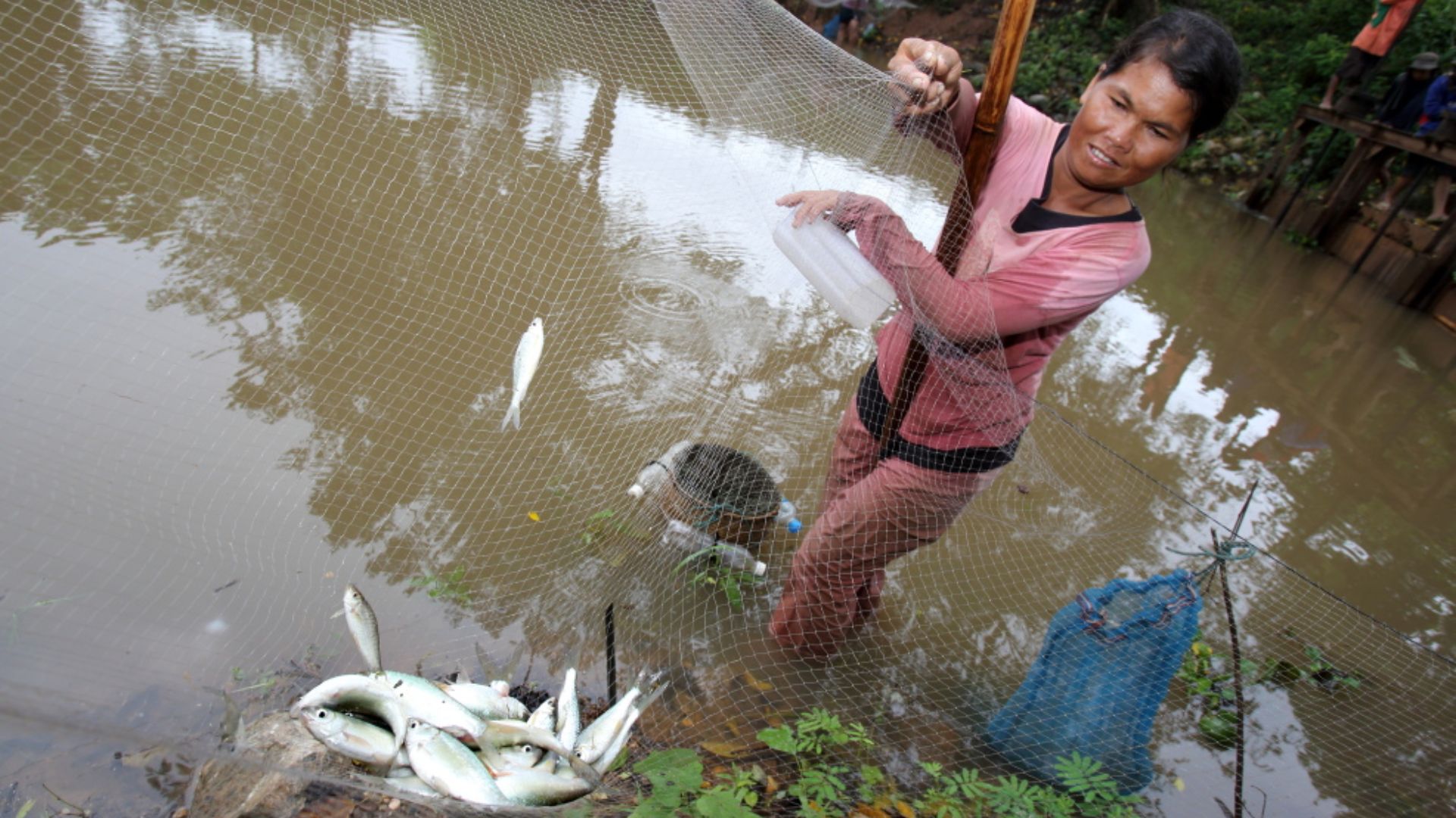 Australian researchers build ‘ladders’ in waterways to save Asia’s fish