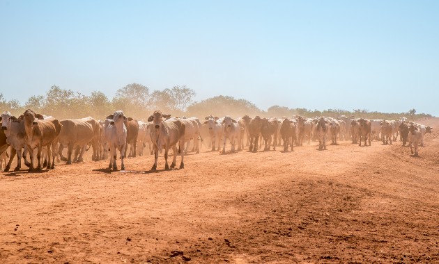 Australia’s agriculture sector needs more insights from First Nations people. Here’s how we get it