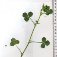 Compound Leaves - Trifoliolate