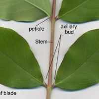 Each leaf has a small, but visible axillary bud. Image shows opposite leaves.