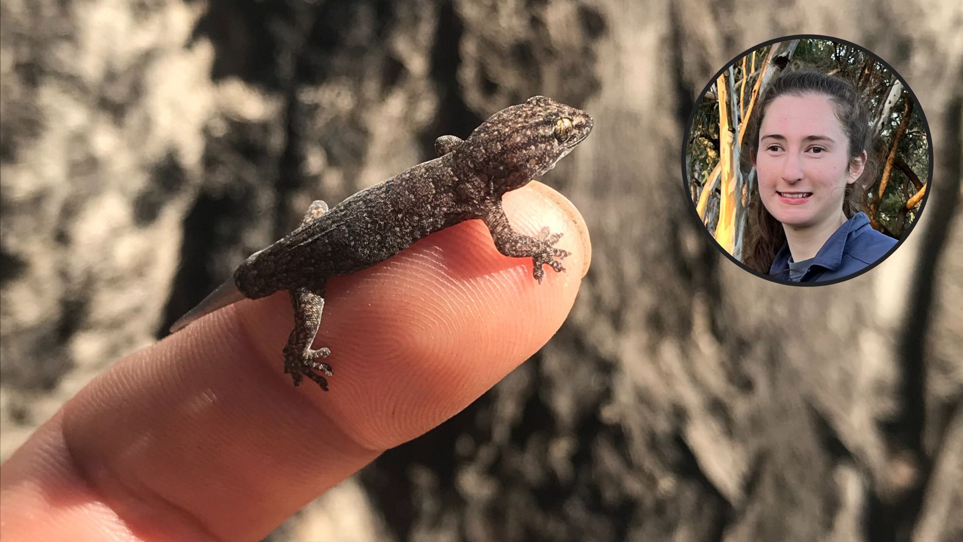 Research tests artificial bark and Riverina arboreal lizard populations