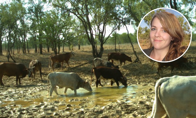 Are feral cattle the brumbies of the Northern Territory? 