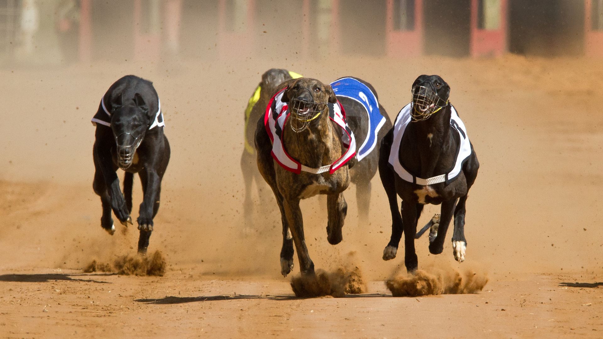 This surgical procedure to impregnate greyhounds in Australia is a major animal welfare issue 
