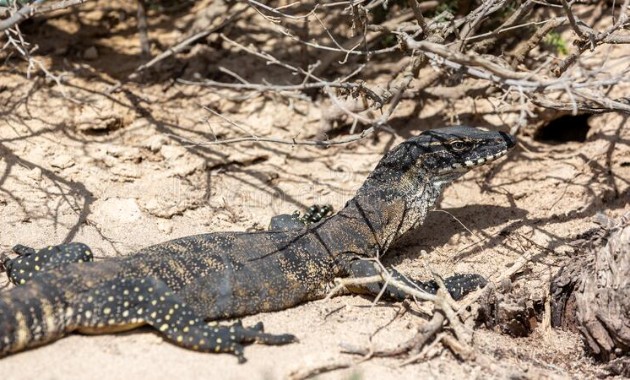 PhD student finds threatened goanna in south-west NSW