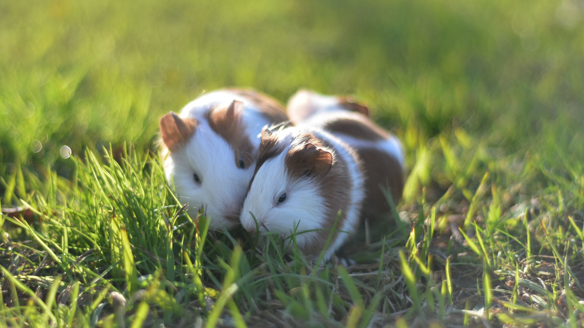 What risks could pet hamsters and gerbils pose in Australia? 