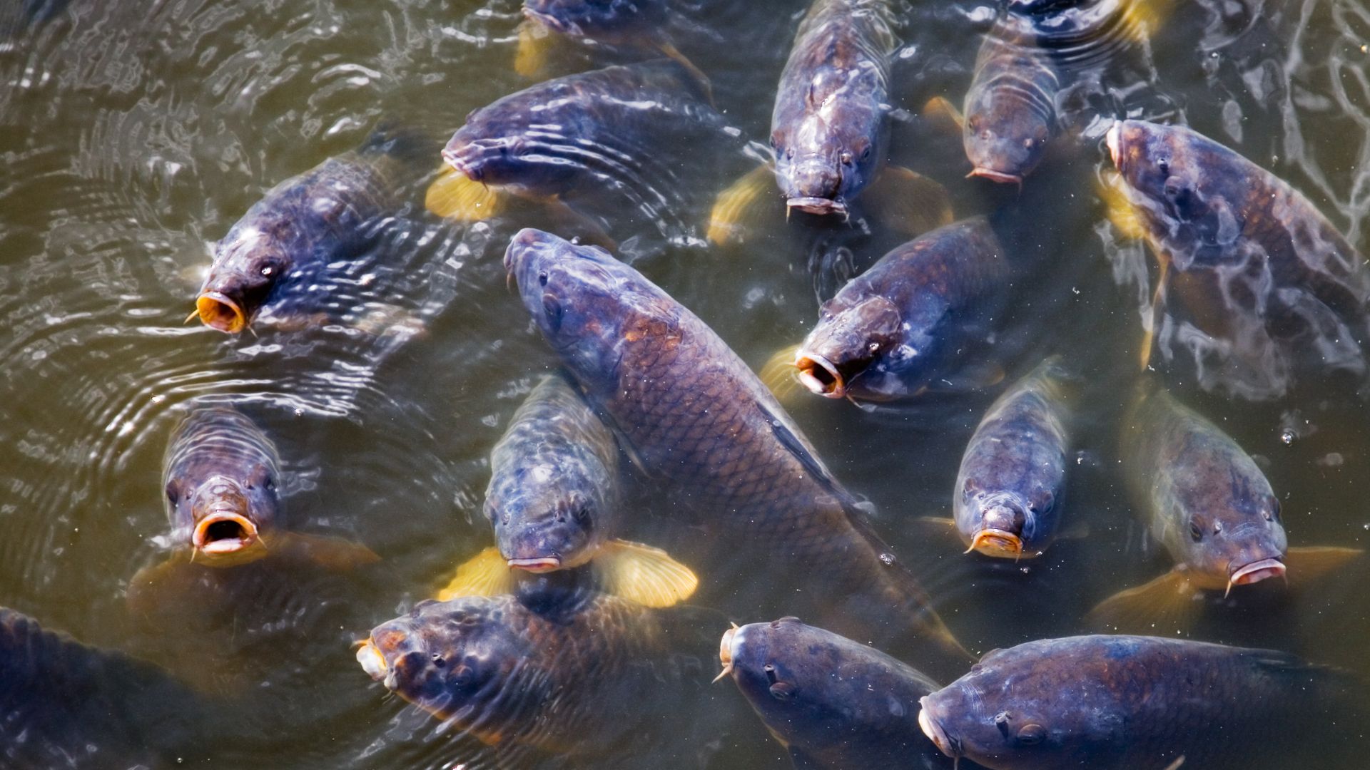 Exploding carp numbers ‘like a house of horrors’ for our rivers. Is it time to unleash carp herpes?