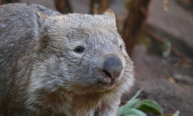 A rare video of wombats having sex sideways offers glimpse into bizarre realm of animal reproduction