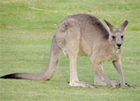 kangaroo