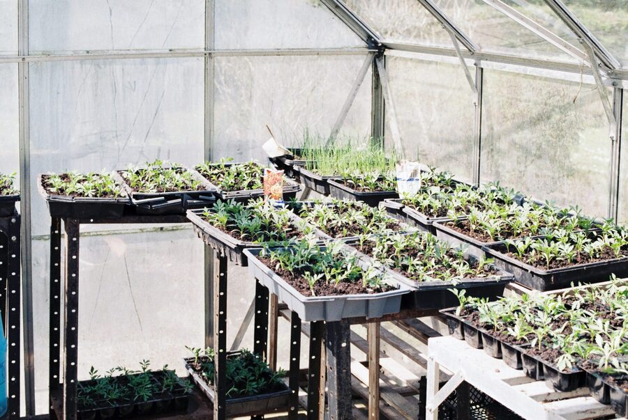 Seedlings in a greenhouse