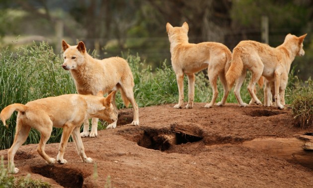 Ancient genomes reveal more than two thousand years of dingo population structure