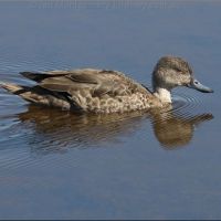 Grey Teal (<em>Anas gracilis </em>) 