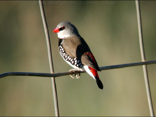 Diamond firetail