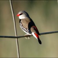 Flagship species Diamond Firetail (<em>Stagonopleura guttata</em>) vulnerable  