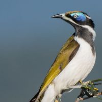 Blue -faced honeyeater (<em>Entomyzon cyanotis</em>)