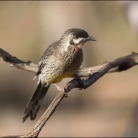 Red Wattlebird (<em>Anthochaera carunculata</em>)