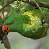 Scaly-breasted Lorikeets (<em>Trichoglossus chlorolepidotus </em>)