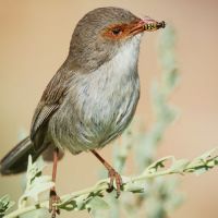 Female Superb Fairy Wren (<em> Malurus cyaneus </em>)