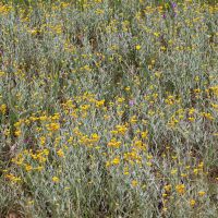  Billy buttons (<em> Chrysocephalum apiculatum </em>)