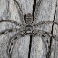 Murray Banded Huntsman (Holconia murrayensis)
