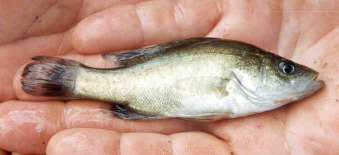 Golden perch
