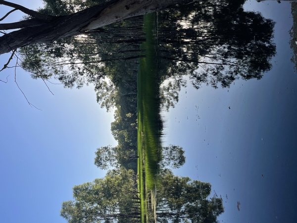 Steam Engine Wetland