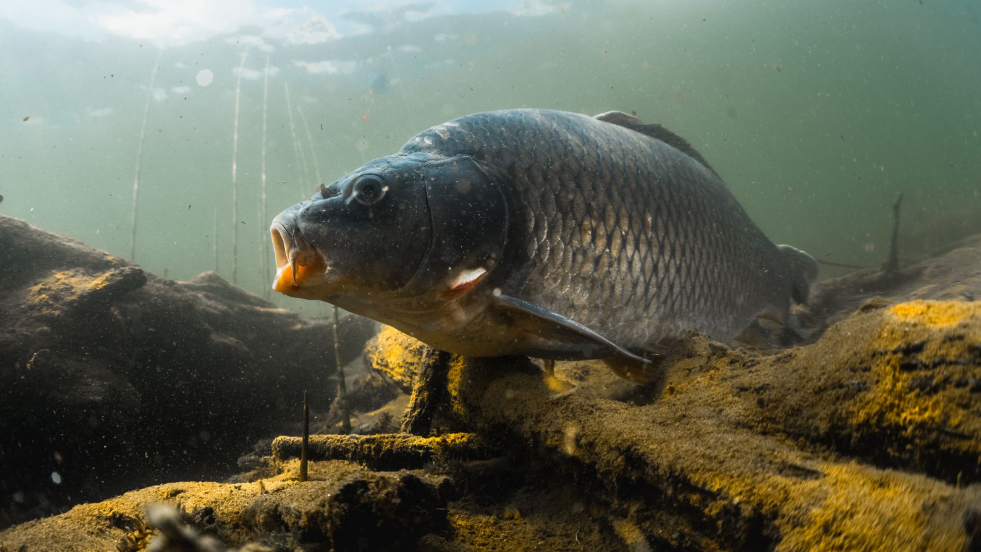 Australians scorn this fish once adored by monks and kings
