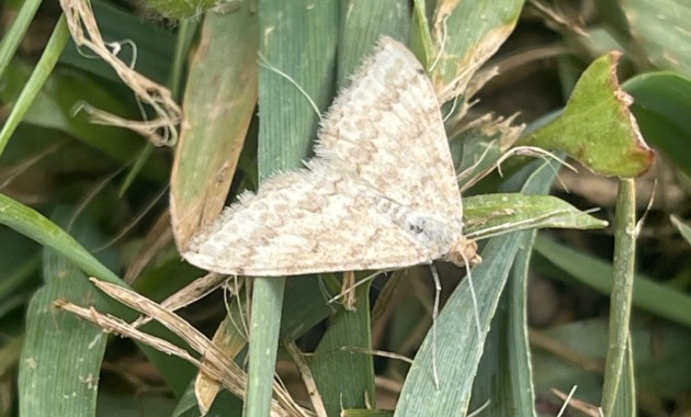 Researchers harnessing power of nature to reduce farmers’ reliance on pesticides 