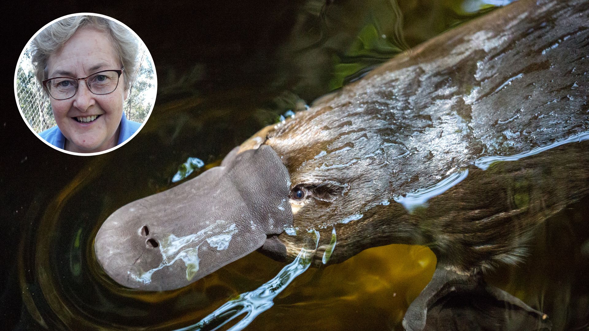 Disease detected on Australian mainland could spell disaster for near-threatened platypuses 