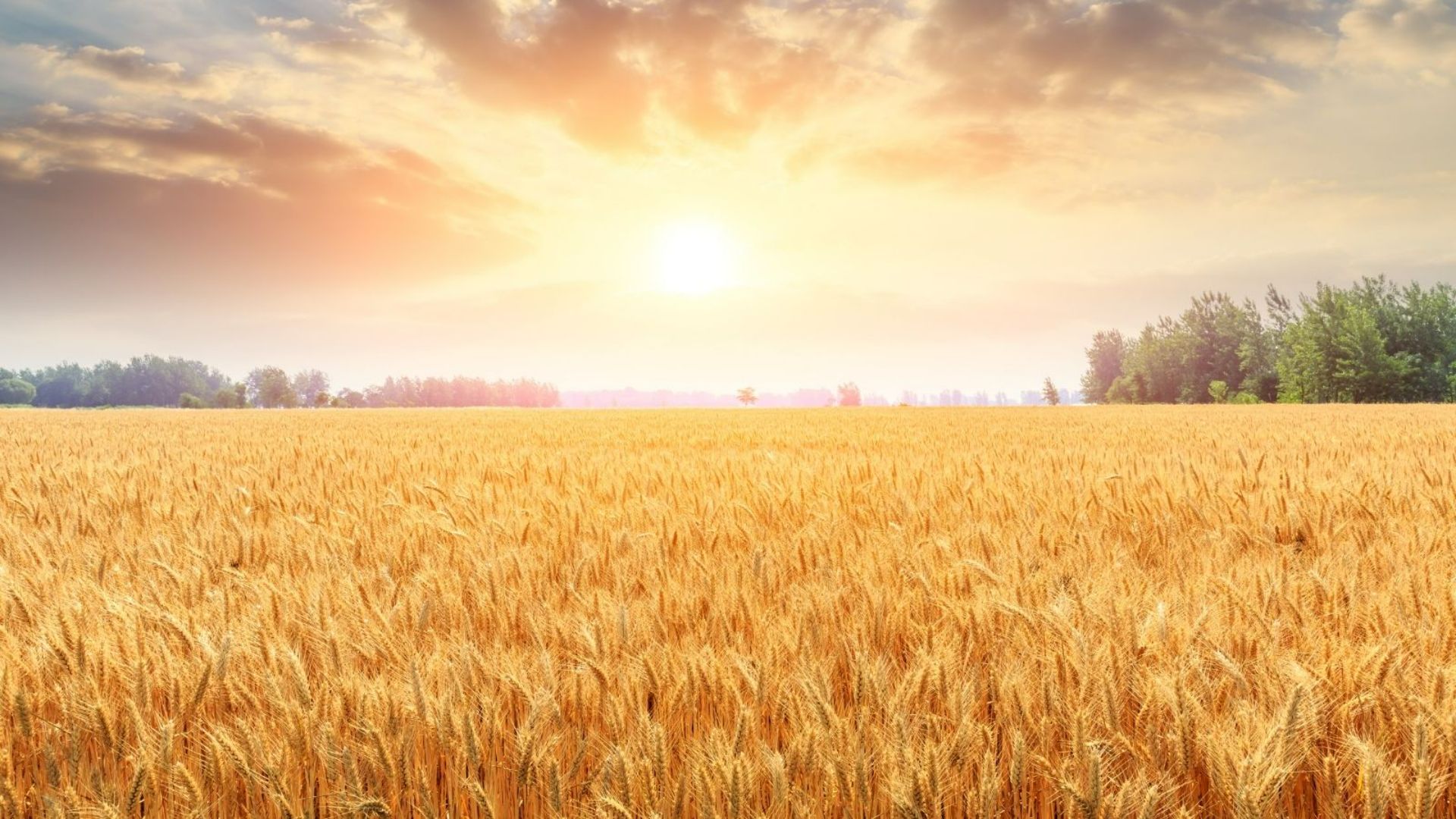 RNAi-based biopesticides could transform Australia’s $50 billion cropping industry