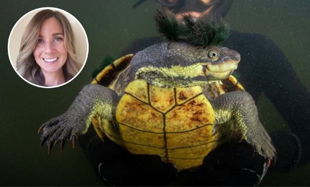 Two native turtles are vying to survive in a coastal Australian river. One doesn’t belong there
