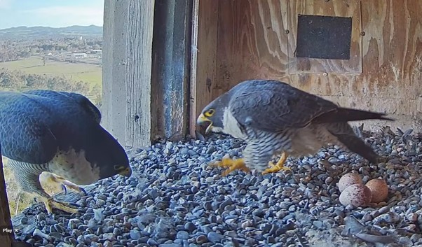 Three eggs have been laid