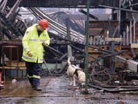 A forensic investigator and sniffer dog search for evidence in the remains of Kelso High School. Photo: Western Advocate