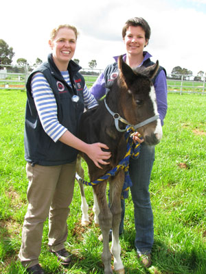 Veterinary science students Ms Kylie Kelk (left) and Ms Carolyn Lawford have assisted with caring for the orphaned foal.