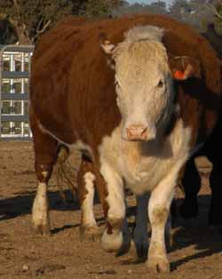 The Agribusiness Today 2010 Beef forum will be held at CSU in Orange.