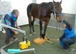 CSU veterinary students work with large animals in modern facilities
