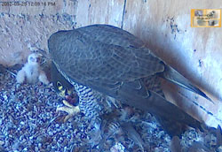 Peregrine falcon chick Snow being fed by parent Swift