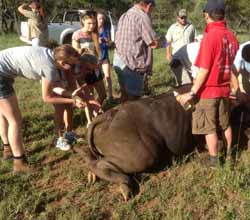 CSU animal science student Ms Emily Rheinberger (far left) helps in the vaccination of a buffalo in South Africa.
